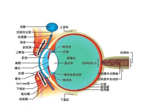 眼睛位置|眼 图解 : 正常解剖 